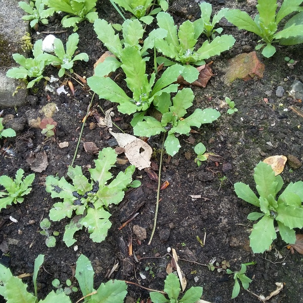 Plant/weed ID