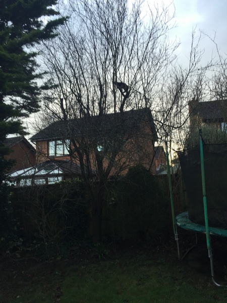 Let's play spot the cat