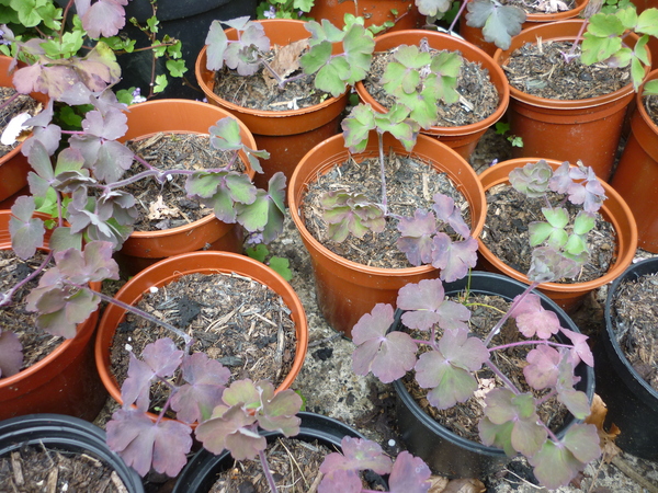 aquilegia downy mildew?