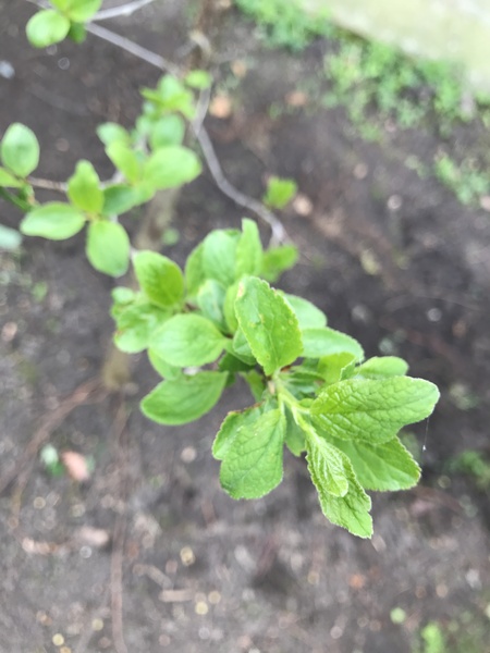 Potential tree discovery