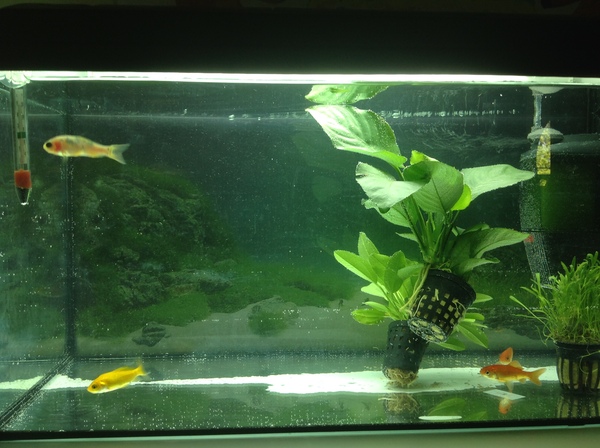 Help with new goldfish, it's all going wrong