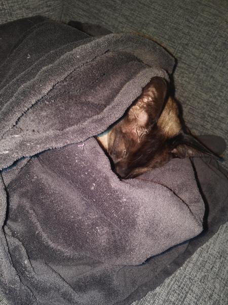 Poor Pussy is really poorly