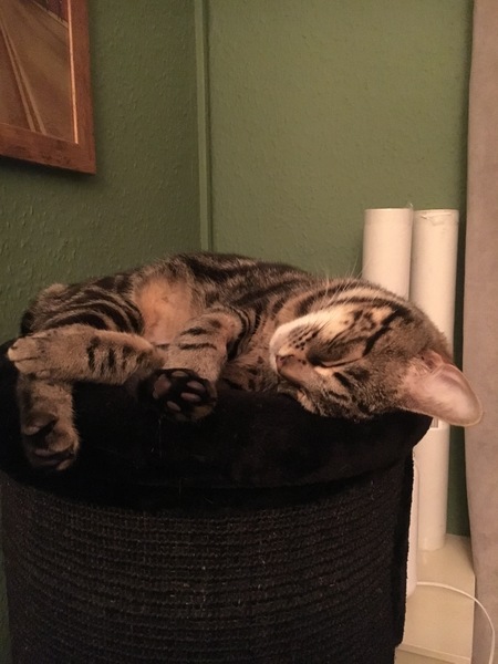 What's your dcat doing today?