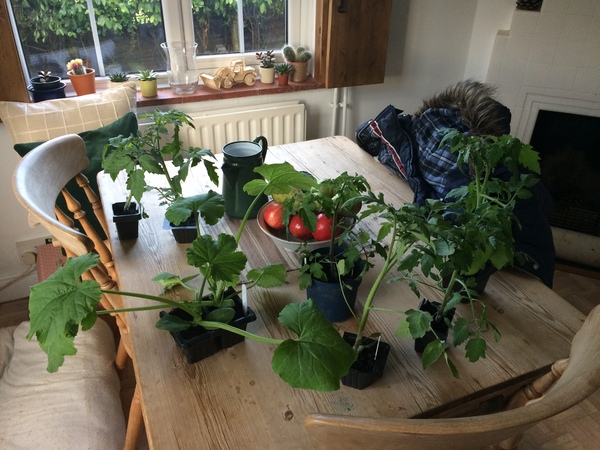 Allotment/Veg Patch Thread 9 - Spring is sprung, its getting really busy!