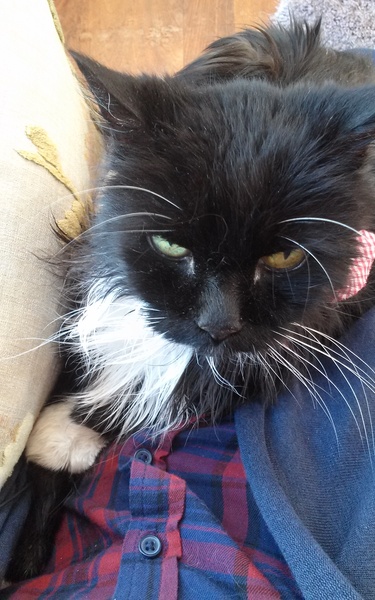 Are black and white male moggies generally friendly?