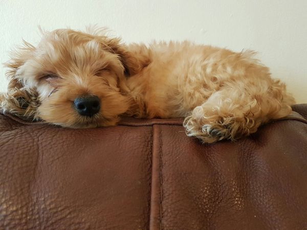 Puppy picture
