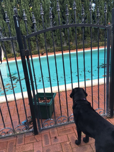 Has anyone had a puppy with hip dysplasia?
