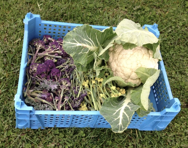 Allotment/Veg Patch -Thread  8 - Its spring - time to get busy!
