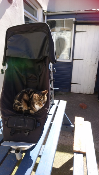 What's your DCat up to today? Pt 2