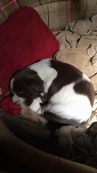 Dh has died - the MN Aunties are helping me keep on