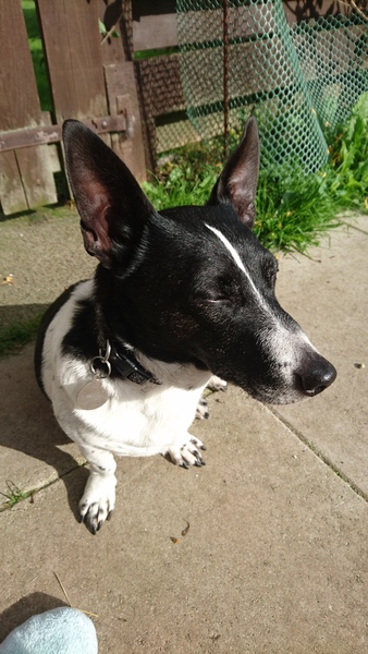 Getting our Jack Russell tomorrow