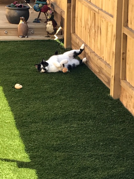 Cat proofing