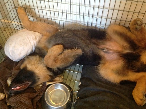 Does anyone fancy a 'puppy survival' thread?