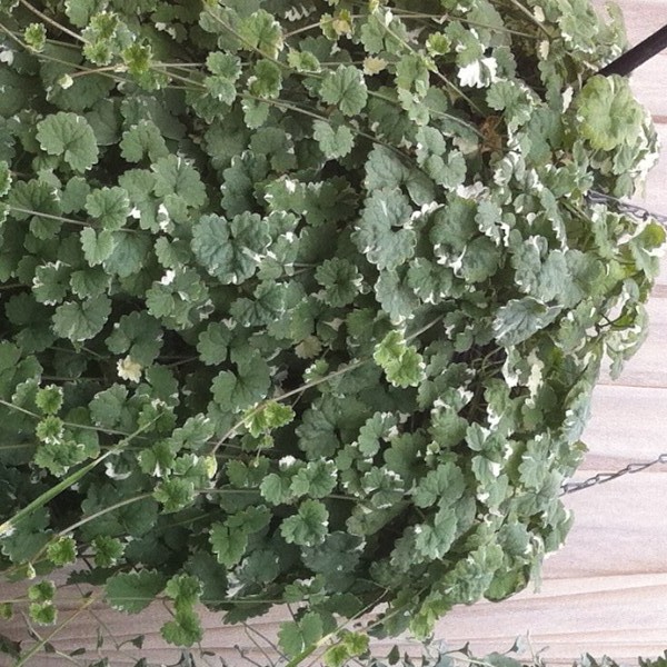 What can I put in balcony pots that is hard to reach?