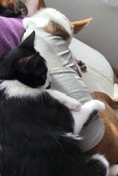 dogs and cats together?