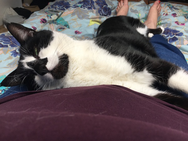What's your DCat up to today? Pt 2