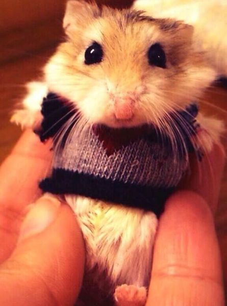 To find the increasing humanisation of animals ridiculous?