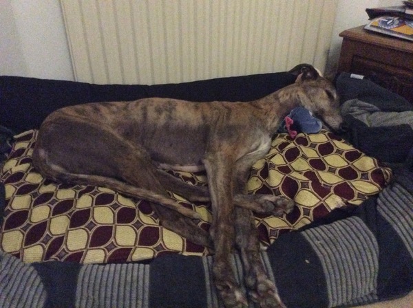 What does your large dog sleep on?
