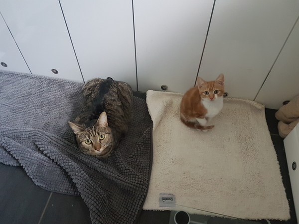 What's your dcat doing today?