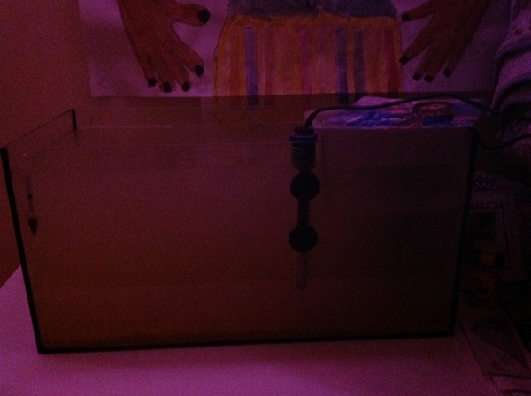 Help with new goldfish, it's all going wrong