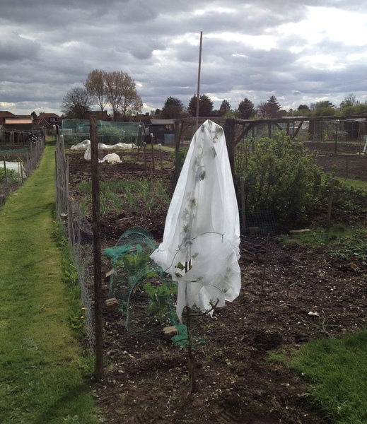 Allotment/Veg Patch -Thread  8 - Its spring - time to get busy!
