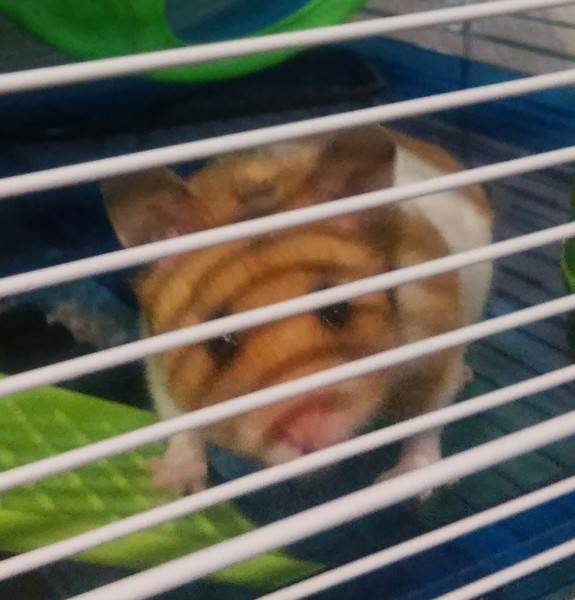 To not want a hamster even though the Internet has decided a hamster I should have
