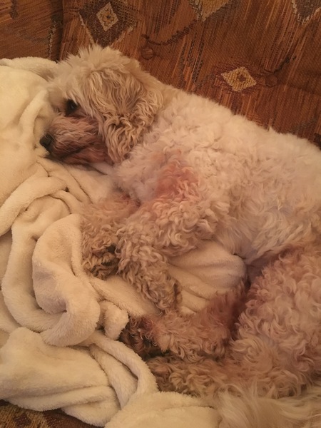 Help me find a dog breed that would be perfect for our family!