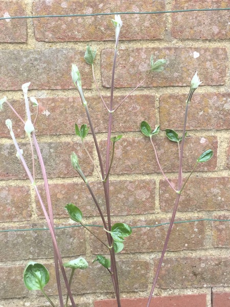 Can anyone identify this please