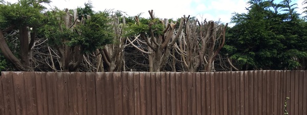 My new garden!