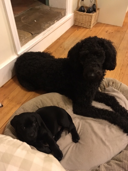 Does anyone fancy a 'puppy survival' thread?