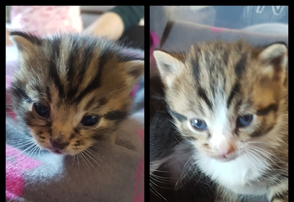 Another help me name my kittens thread!