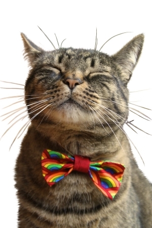 Where can I buy a nice collar for a big cat?