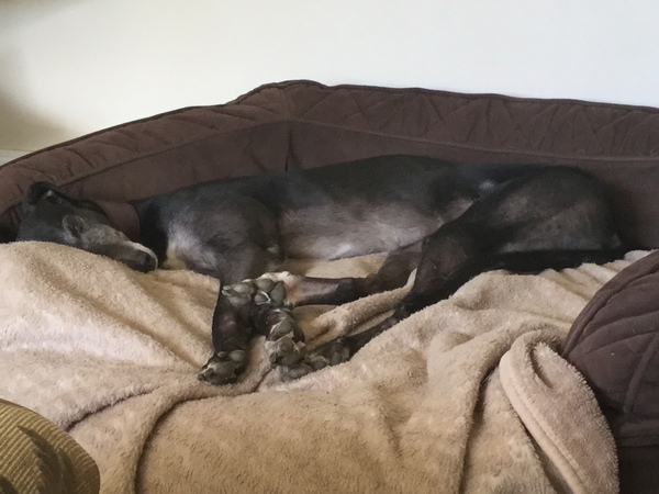 What does your large dog sleep on?