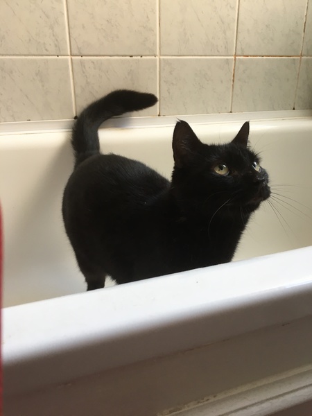 What's your dcat doing today?