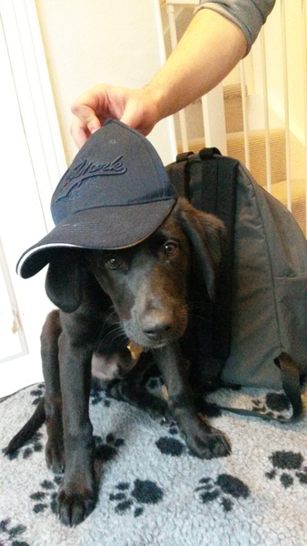 Does anyone fancy a 'puppy survival' thread?