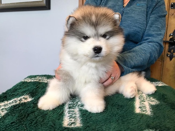 Does anyone fancy a 'puppy survival' thread?