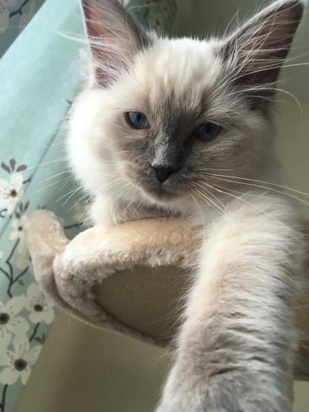 Devastated over the loss of my boy