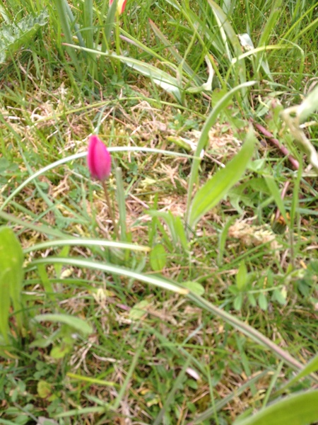 Teeny Tiny Tulips