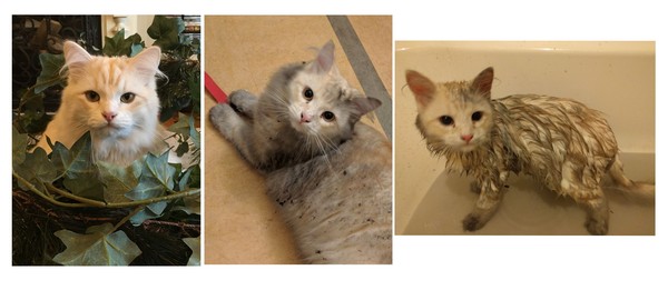 Tell Bought By Many Pet Insurance about your pets’ biggest mishaps - £300 voucher to be won NOW CLOSED