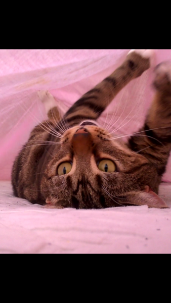 Why I never make the bed