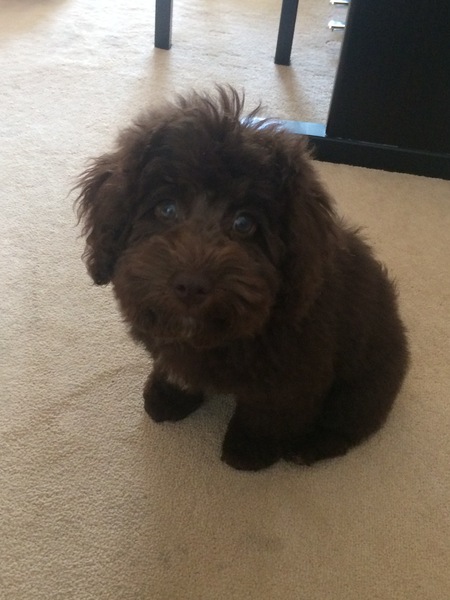 Does anyone fancy a 'puppy survival' thread?