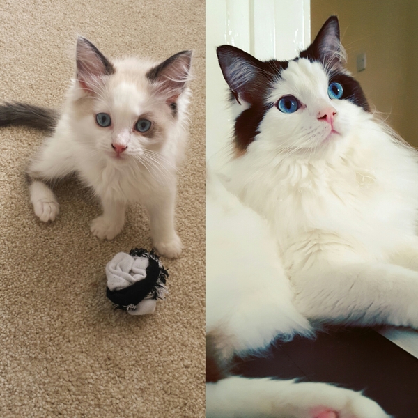 Devastated over the loss of my boy