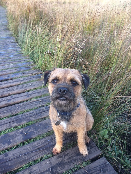 Show me your border terriers
