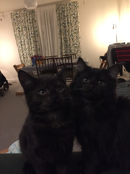 The fucking kitten has my legs in shreds..