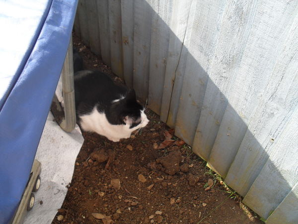 What's your dcat doing today?