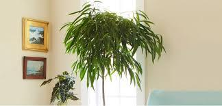 House plants