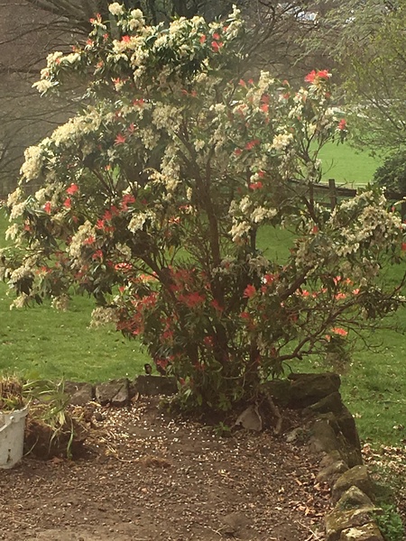 What is this plant I'm thinking of?