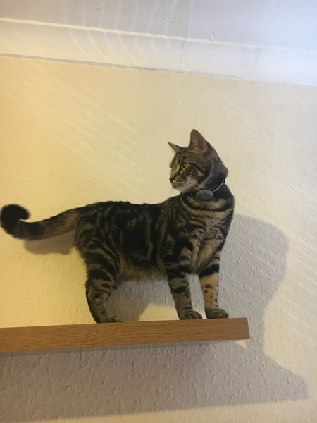 What's your DCat up to today? Pt 2