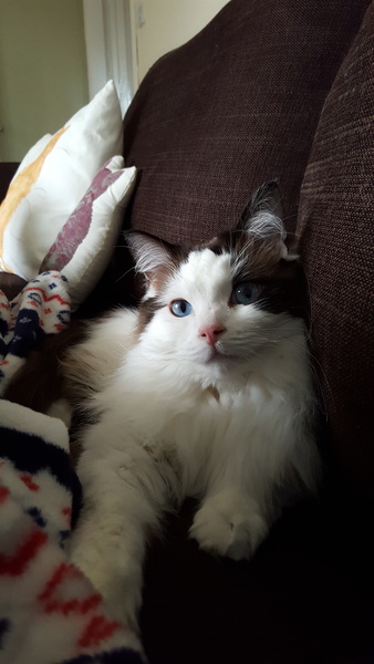 Devastated over the loss of my boy