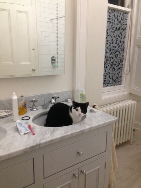 What's your DCat up to today? Pt 2